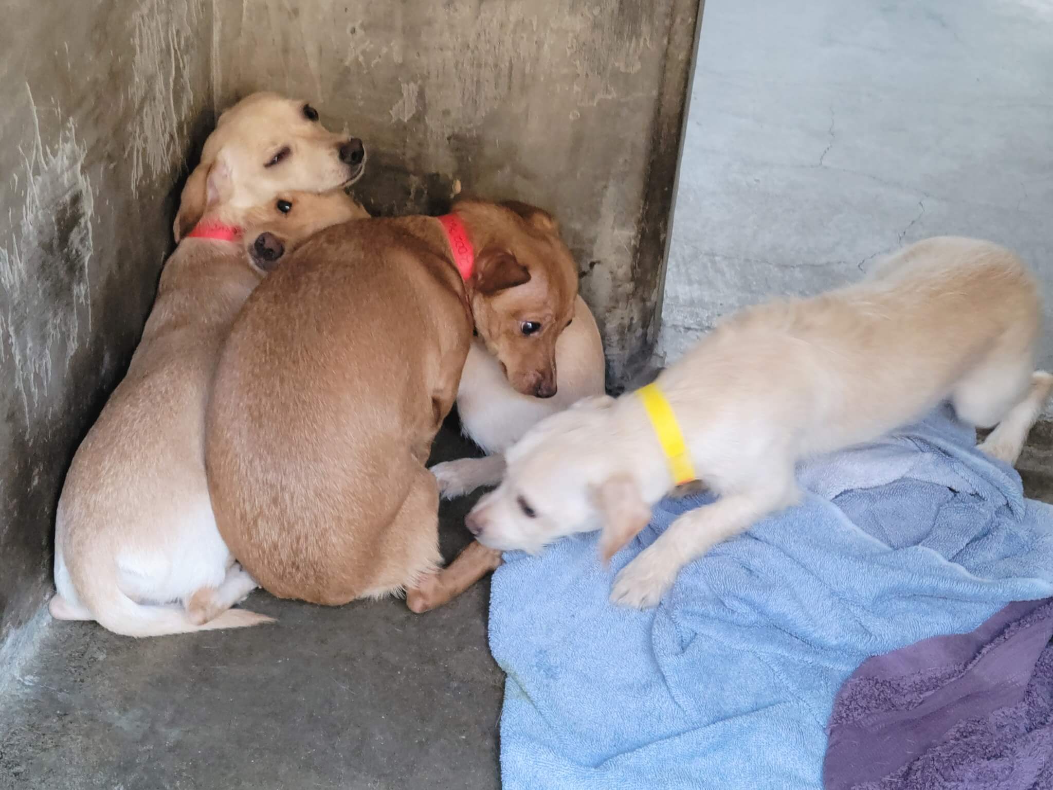 Eight puppies who have not been socialized dumped at shelter after owner never bothered to be responsible