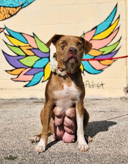 Dog supposedly shot by a relative found alive and abandoned in Texas