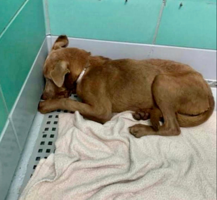 Heartbreaking: Scared and completely shut down puppy being returned to shelter by foster home