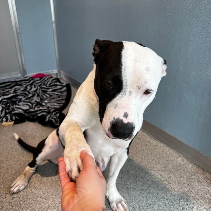 ‘Scarlet’ abandoned with her 11 puppies and rescued by Good Samaritan is ready for her own home