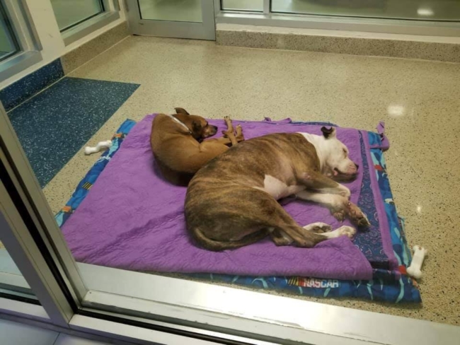 Long time companions separated and heartbroken alone in their kennels