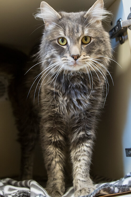 Cat found frozen and stuck in shipping container recovering at ARL