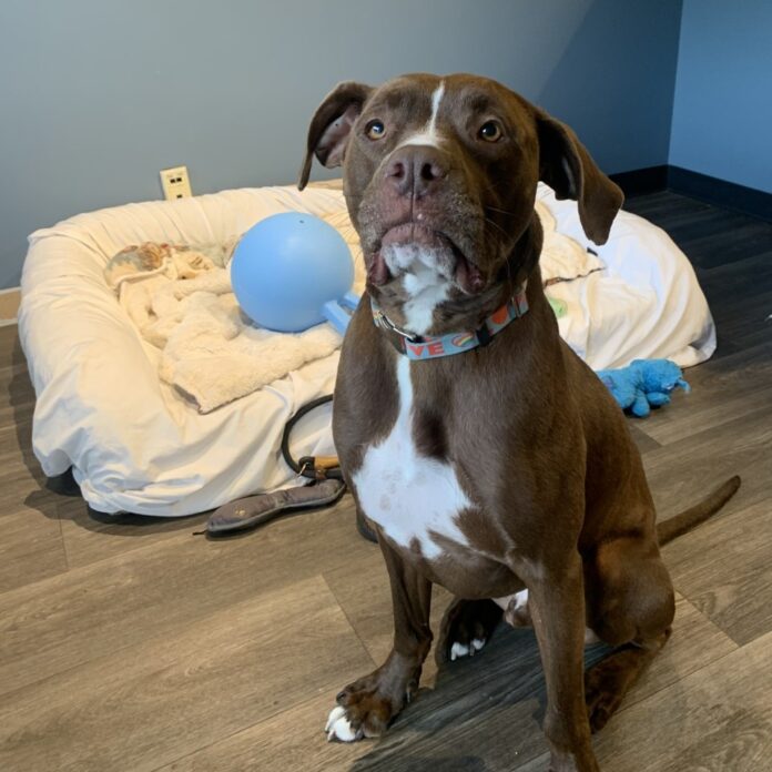 UPDATE: Shelter pup ‘Scooby’ having panic attacks finds help