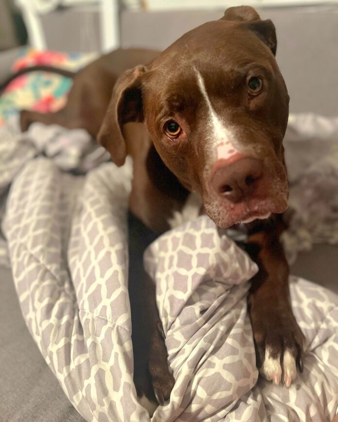 Shelter pup ‘Scooby’ has panic attacks and needs home to ease his stress or he will be put to sleep