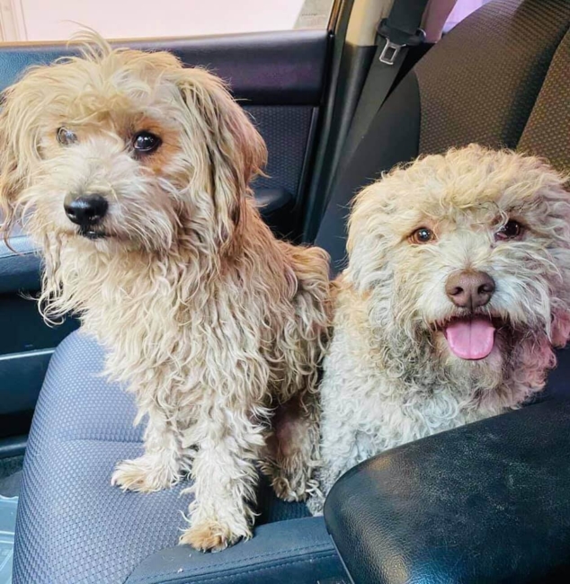 Adorable twosome found roaming the streets together