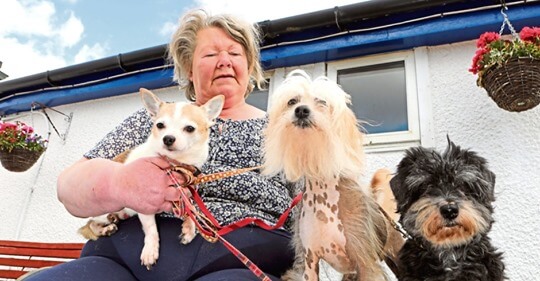 scotlands-saddest-dogs-1