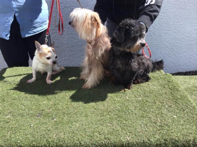 Scotland's saddest dogs