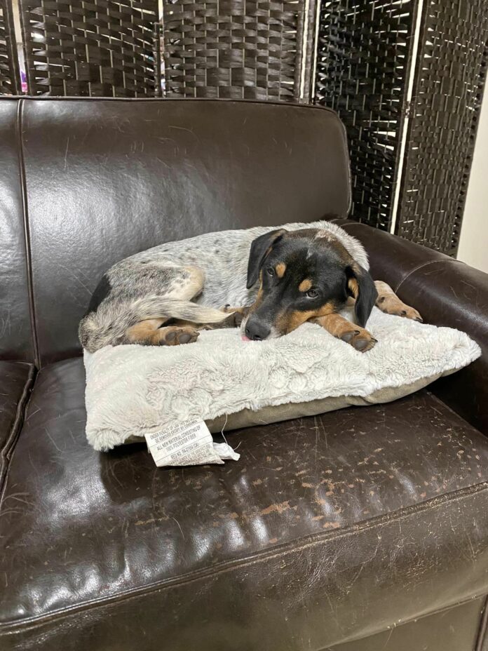 Pup returned to shelter 72 hours after adoption welcomed by new family