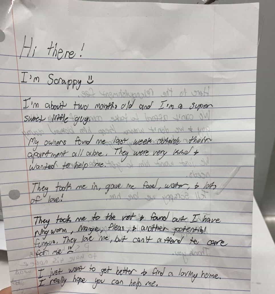 scrappy-the-kitten-1-964x1030-1