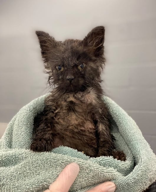 Rescuers who found Scrappy but couldn’t afford vet care left donation and tearful note