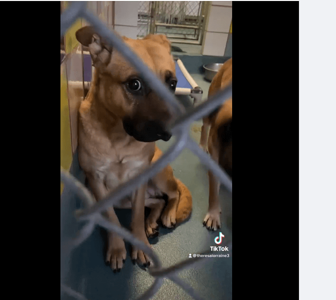 Sweet Dove tries so hard to be brave in kennel at completely full shelter