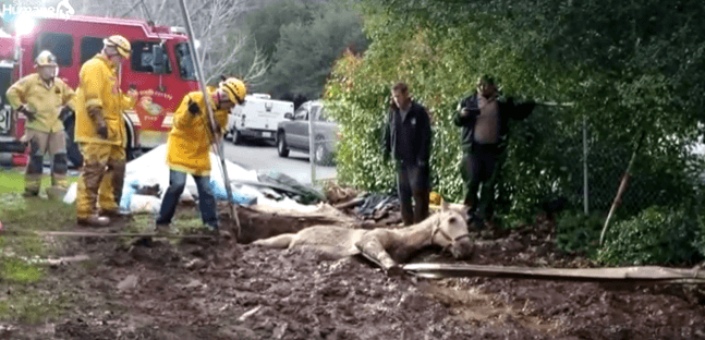 O boy! Horse stuck in muddy hole for two hours rescued