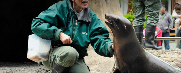 Sea lion escapes from NYC zoo as the city flooded