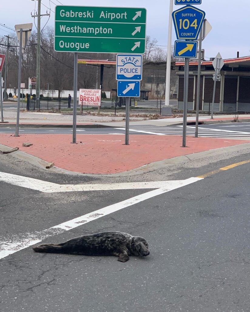 seal-rescue1-824x1030-1