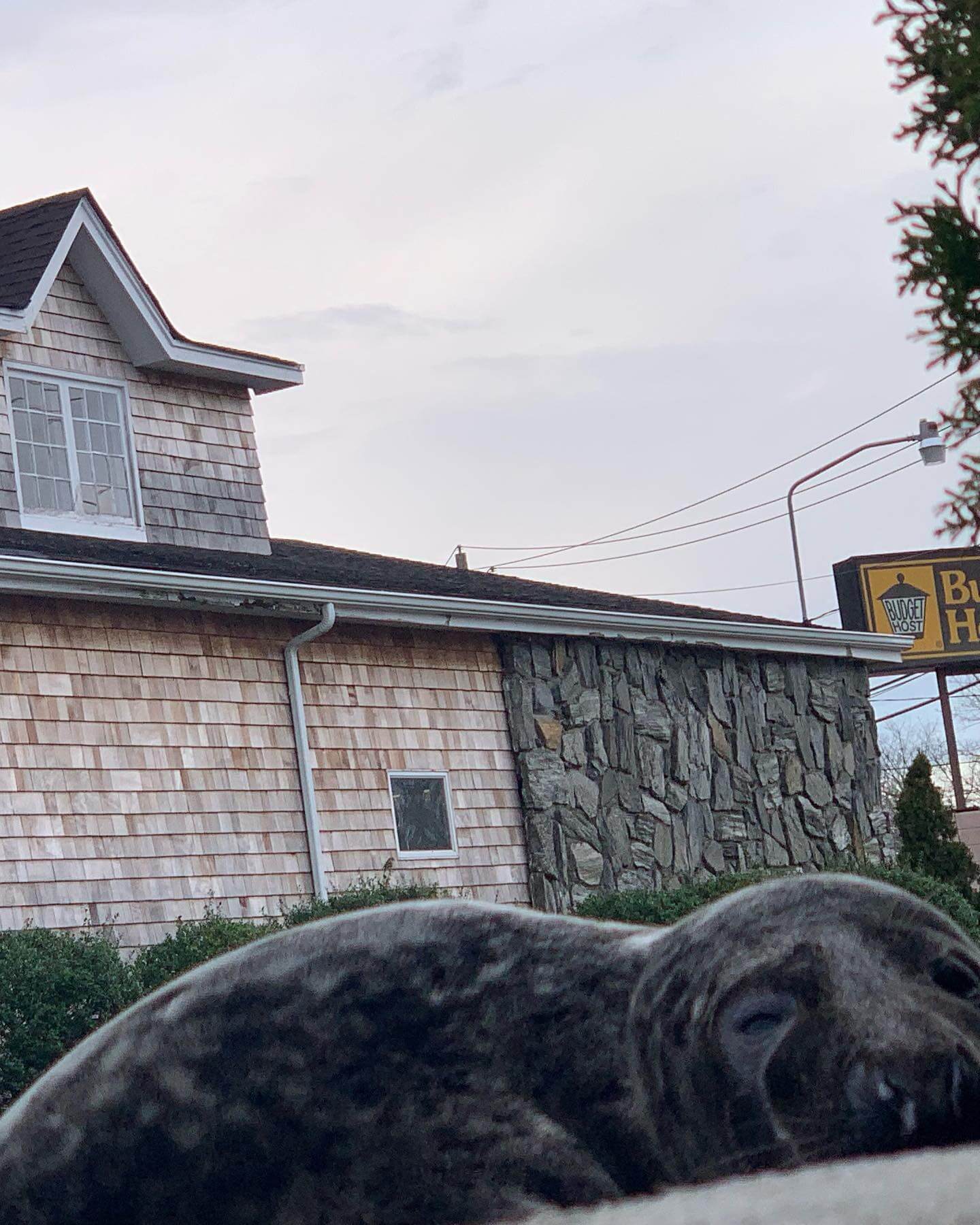 Southampton Town Police rescue stranded seal found in the road