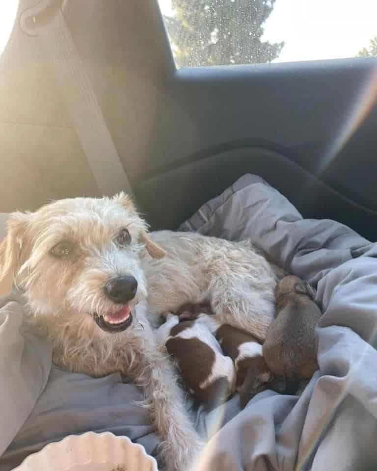 Dog cried near beach for attention hoping someone would help her with her newborn puppies