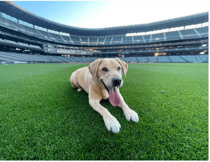 Seattle Mariners pup