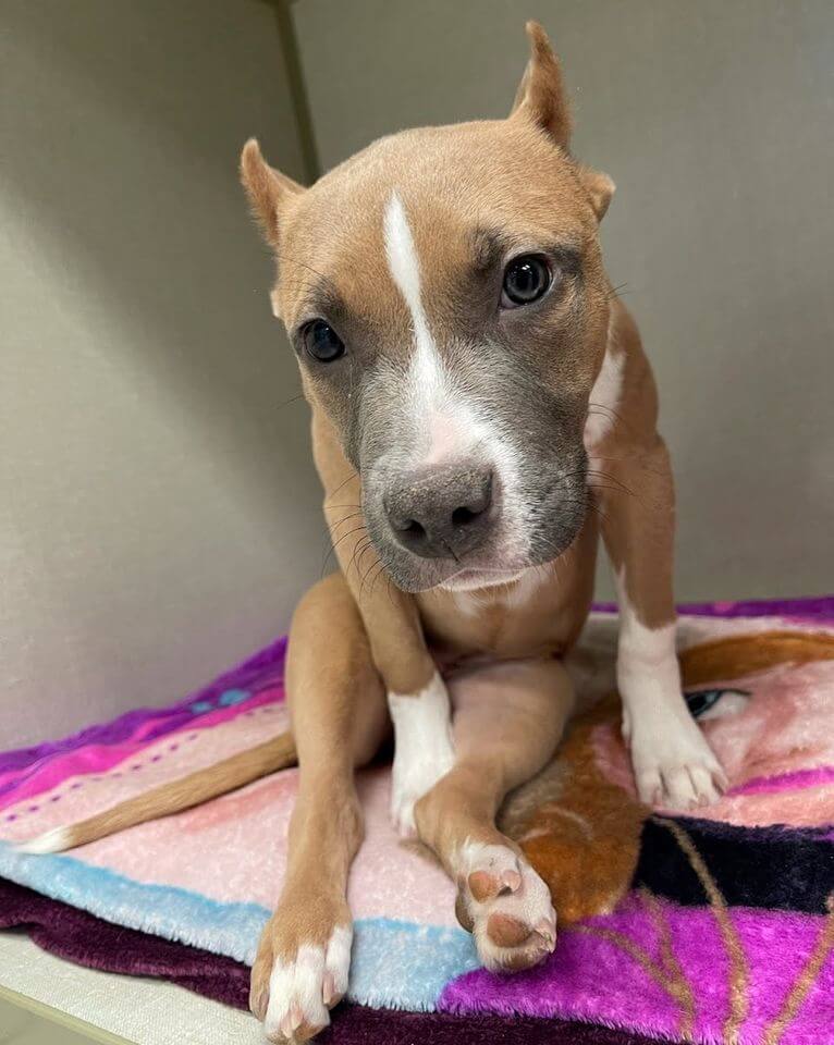 Stray puppy found in Baltimore County hunched over unable to walk and frozen with pain