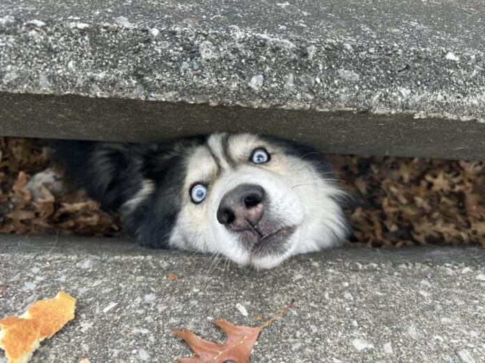 Sebastian the husky rescued after getting stuck in storm drain