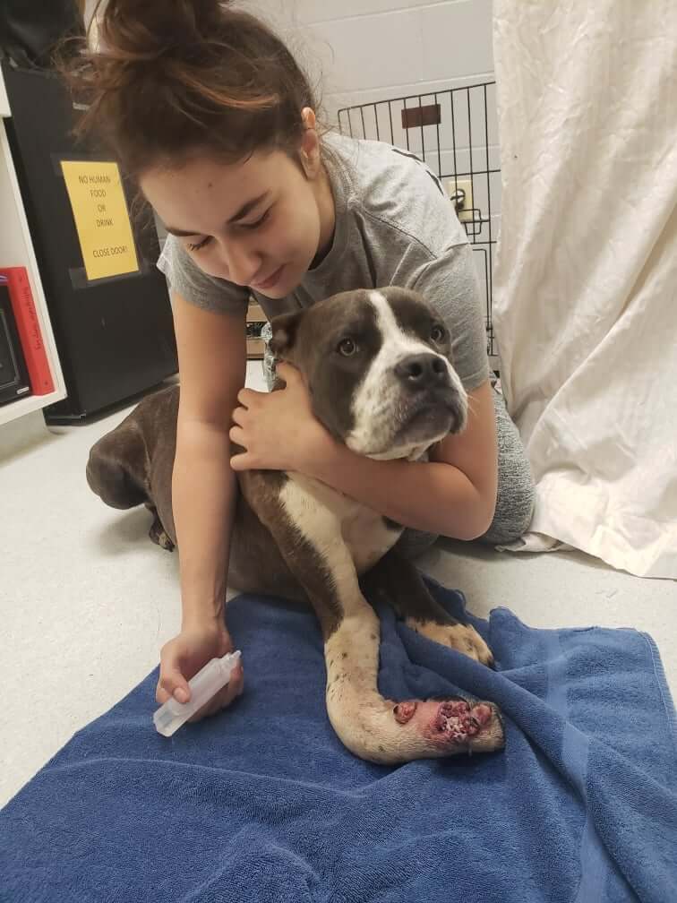 Richland County rescuers reach out to help badly injured puppy whose owners could not afford his care