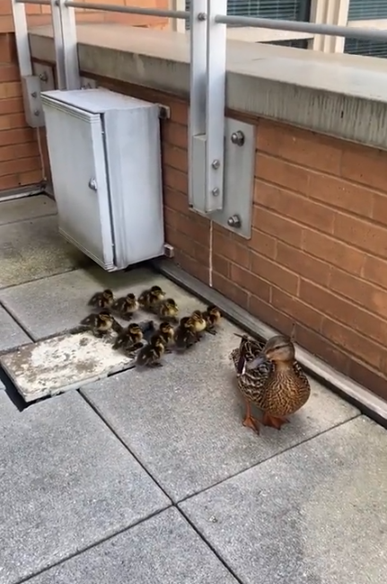 Operation Waddle: Secret Service help mom duck and ducklings find way to Capitol Reflecting Pool
