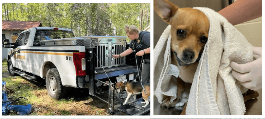 Nearly 60 dogs seized from rescue operation after owner hospitalized