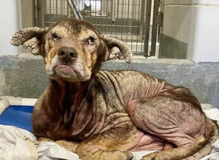 Heartbreaking: 12 year old neglected senior needs an angel to save his life at Texas shelter