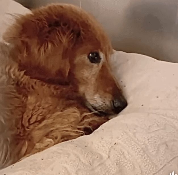 Senior Dachshund trembles in his kennel cage at California shelter