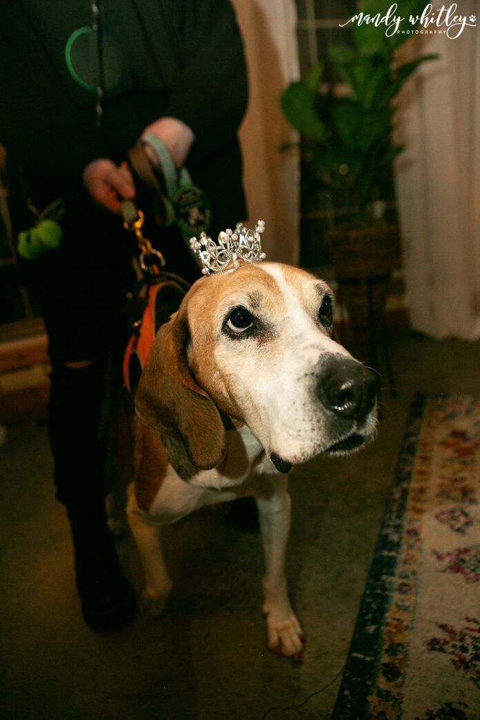 Old dogs celebrated at ‘Geezer Gala’ where dogs crowned king and queen of prom