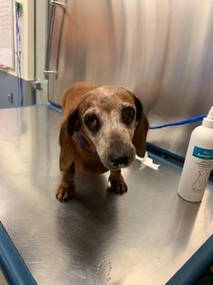 Owner asked animal shelter to euthanize their dachshund for ‘cherry eye’