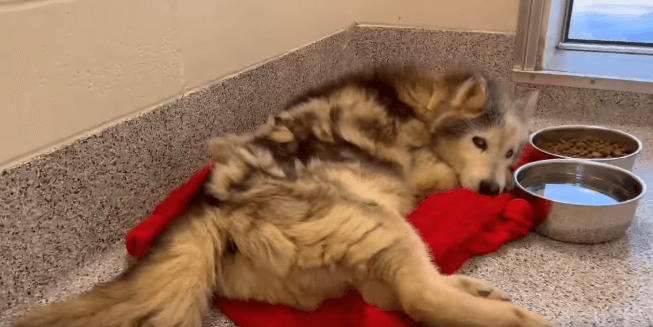 senior-husky-1