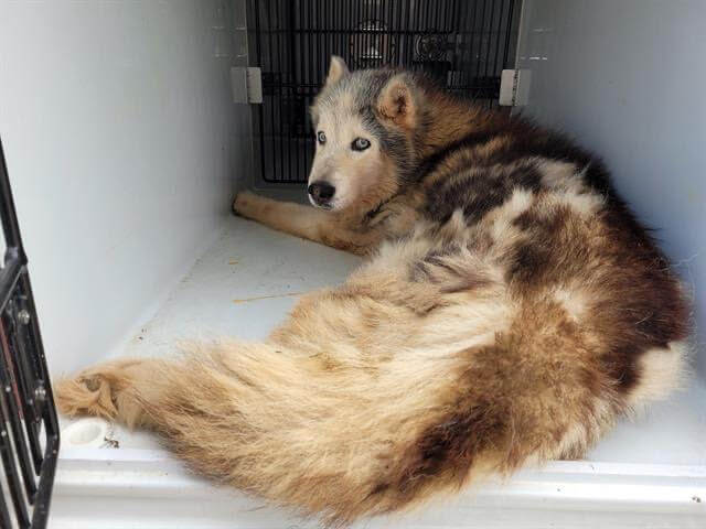 senior-husky1