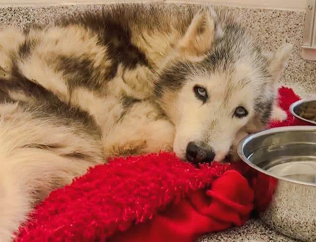 Senior Siberian husky sad and defeated needs Mother’s Day miracle