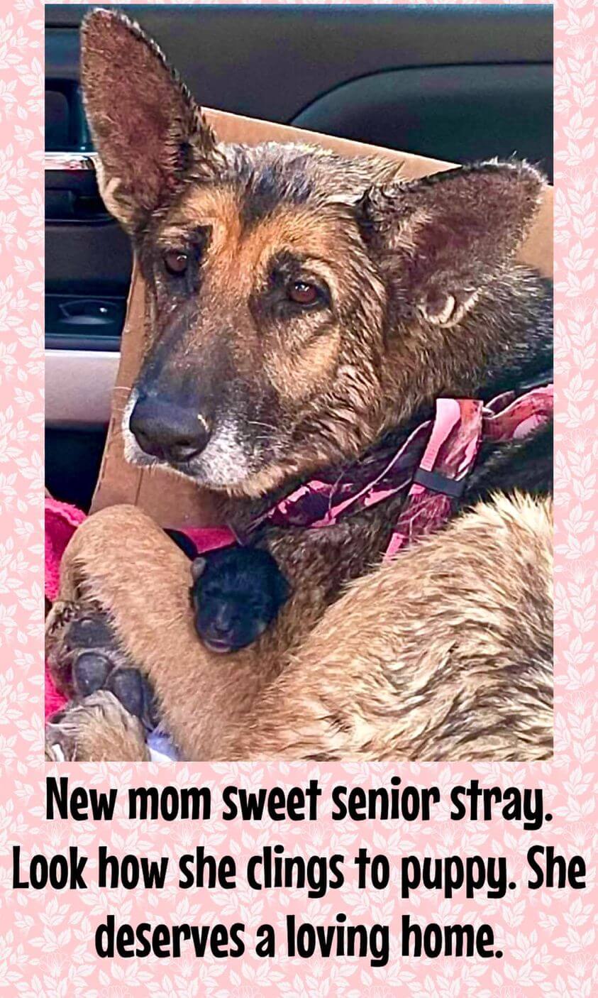 Senior stray clings to puppy