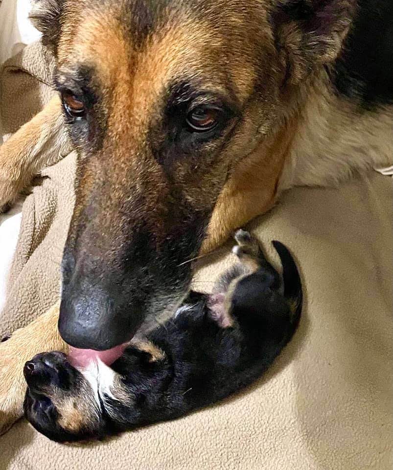 senior-stray-clings-to-puppy-3