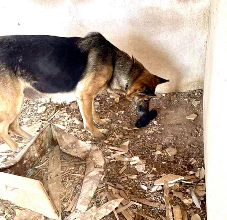 senior-stray-clings-to-puppy1
