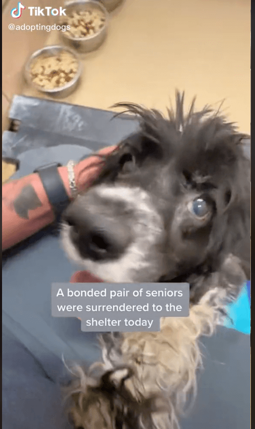 Seniors dumped at shelter