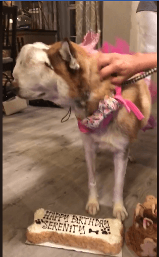 Siberian husky with huge tumor becomes internet star and celebrates her birthday