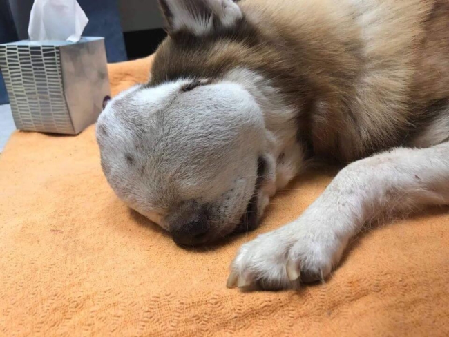 Rest in peace Serenity: Terminal pup with huge tumor lived her life to the fullest