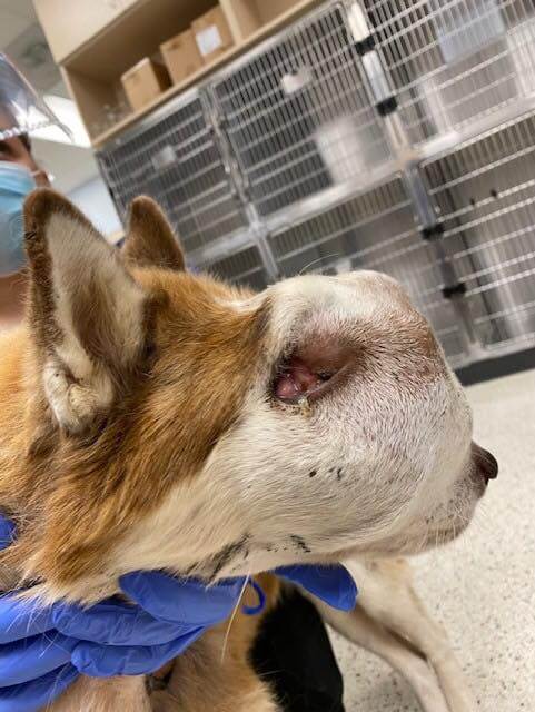 Heartbreaking: Young husky with massive growth on her face not treatable