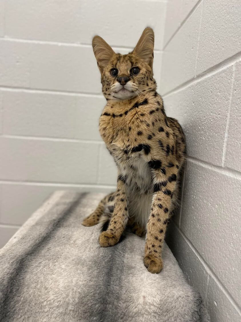 Serval cat with broken leg had been on the loose for several days is now safe with Boston rescue organization