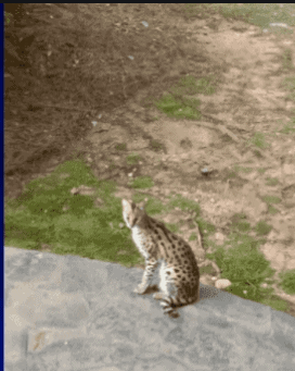 Woman wakes up to African wild cat in her bed