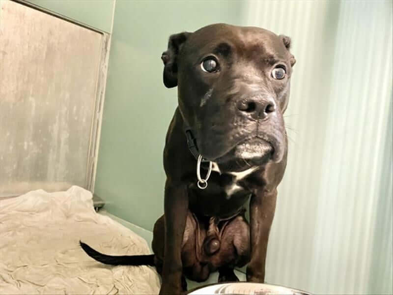 ‘Pick me, choose me, love me’ because if you don’t this sweet dog dies today