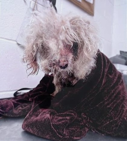 Someone loved her: Shelter puts out plea to rescue sweet neglected senior