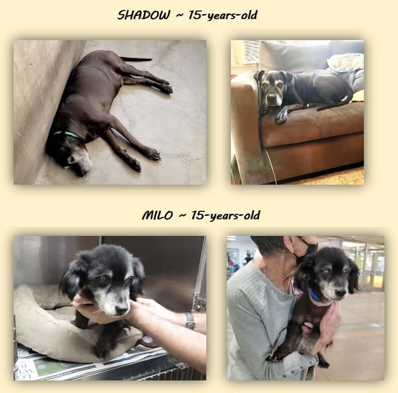 shadow-rescued-4