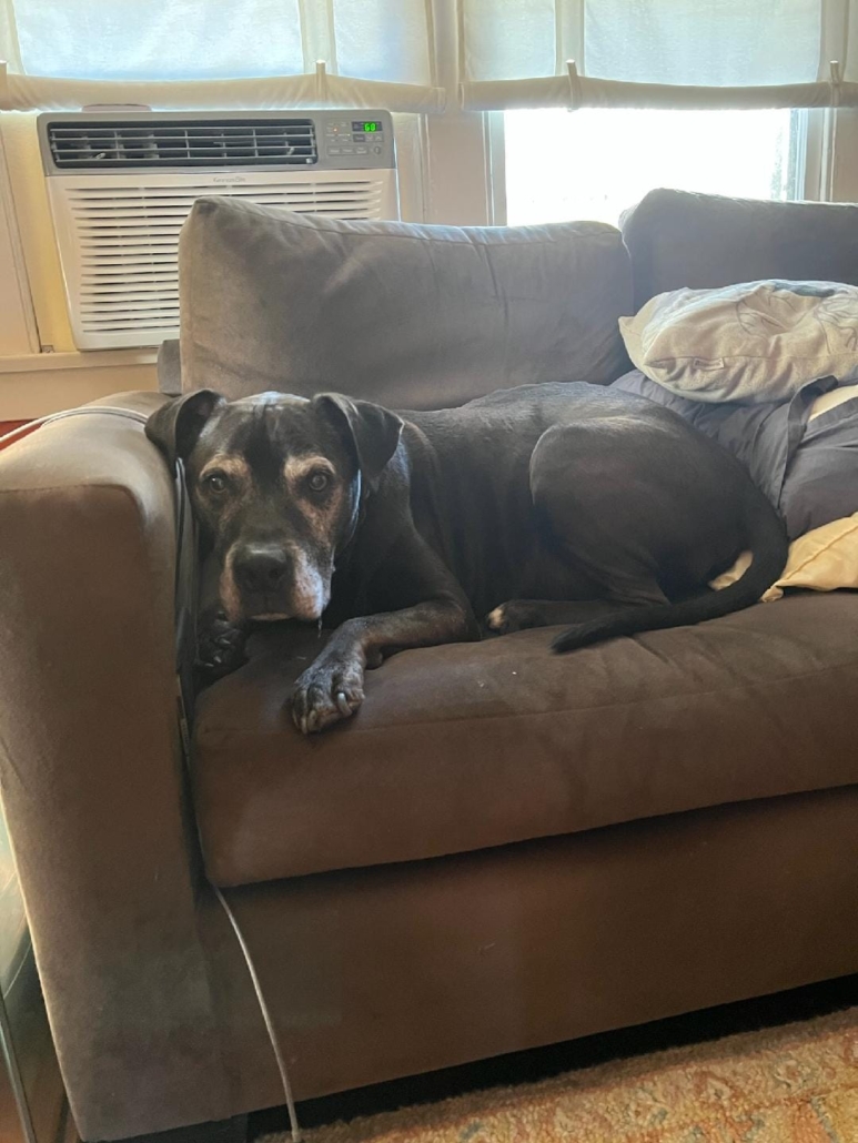 shadow-rescued3-773x1030-1