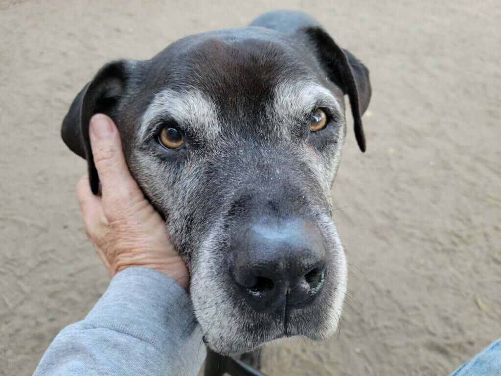 UPDATE: 14-year-old dog surrendered to shelter because he was ‘too old’ and senile finds love with a little help from friends