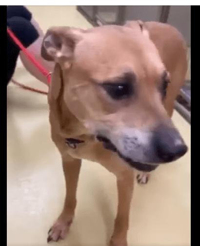 One last chance to save shy Shady: Dog’s final adoption hold almost over