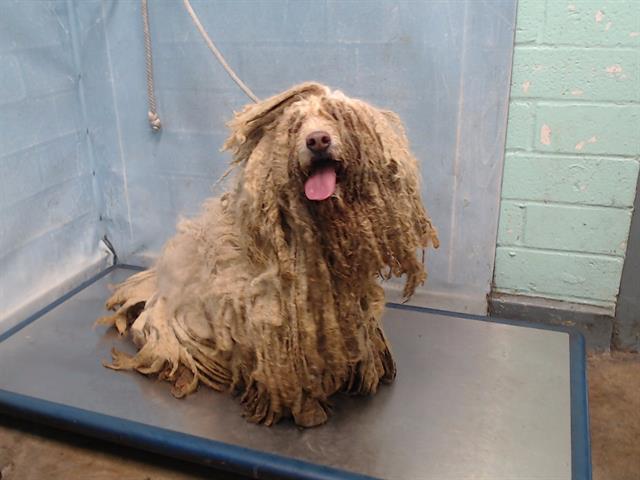 Stray believed to have been walking around for six years without a home