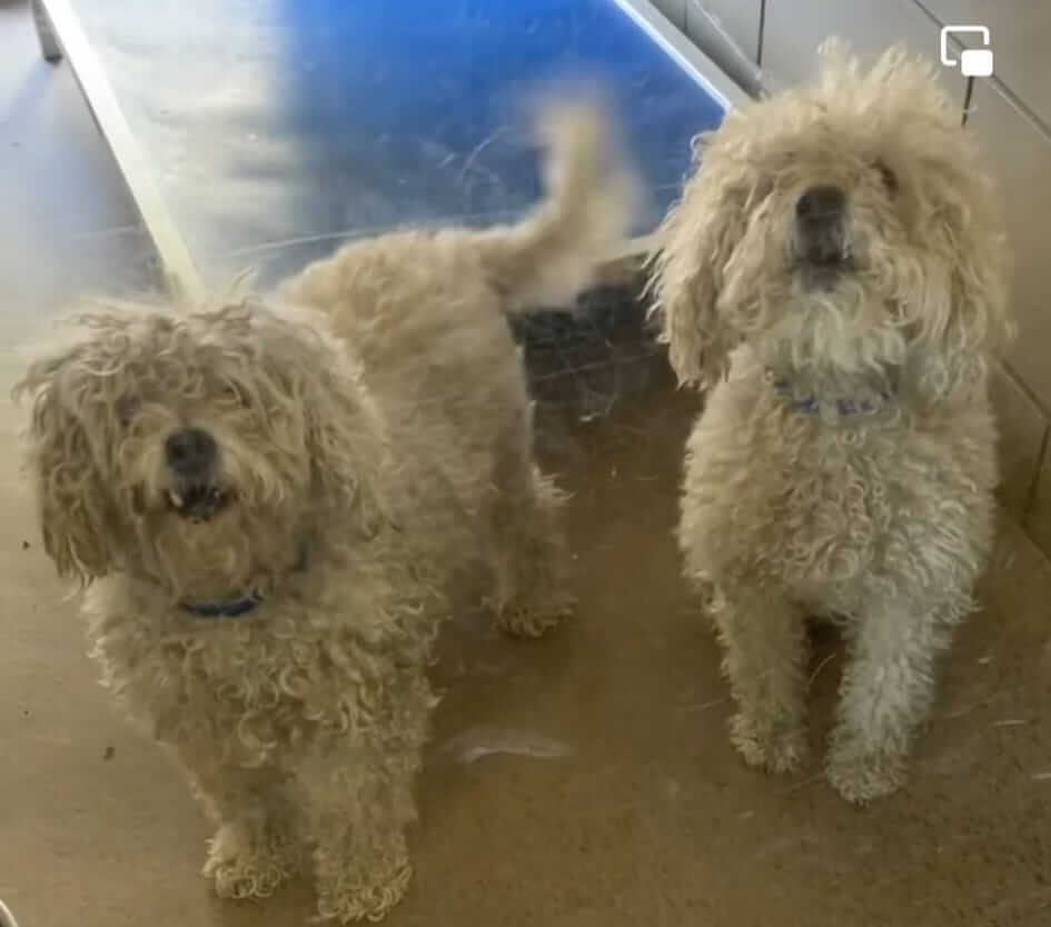 Bonded poodles dumped on St. Patrick’s Day heard across the shelter crying for their owner